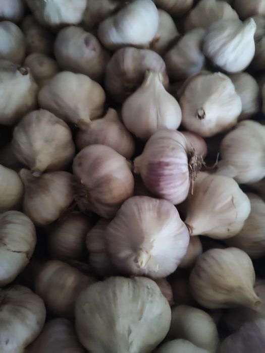 Часник великий, середній