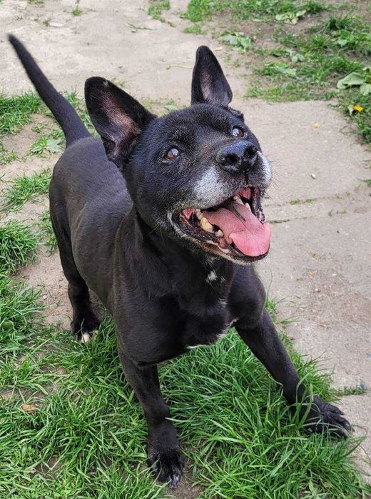 Wesoły, bezproblemowy Lizak szuka domu