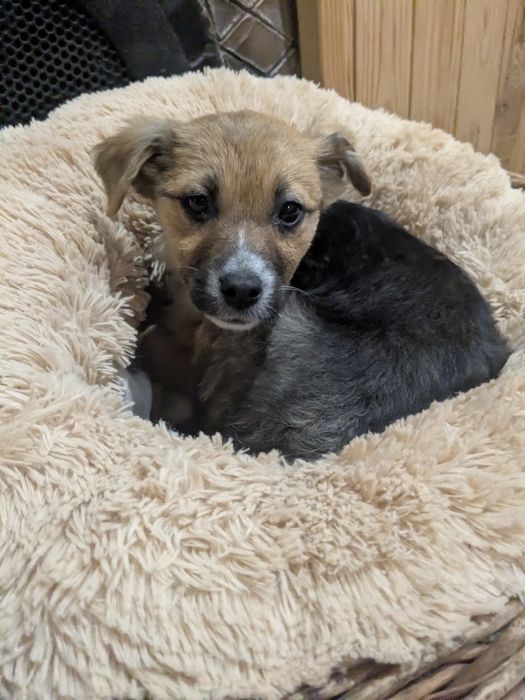 Цуценя у добрі руки