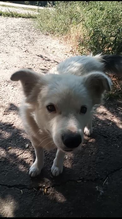 Віддам собаку в добрі руки