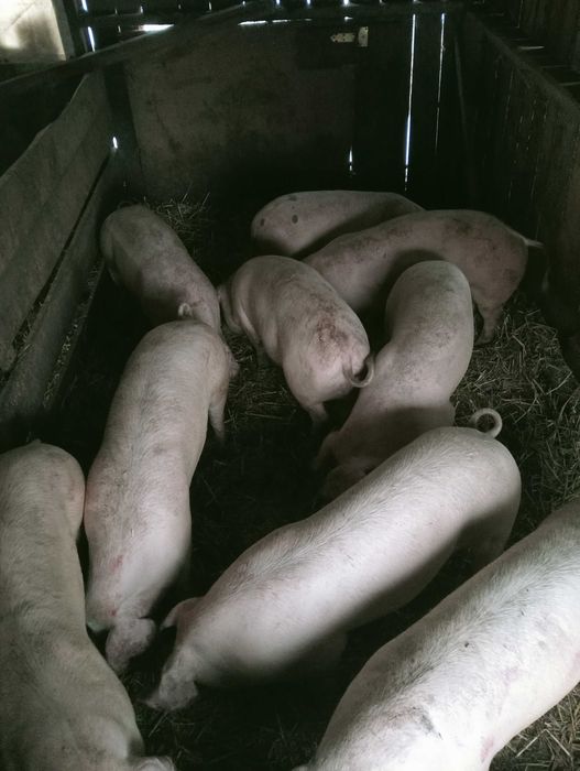 sprzedam tuczniki 100-120 kg