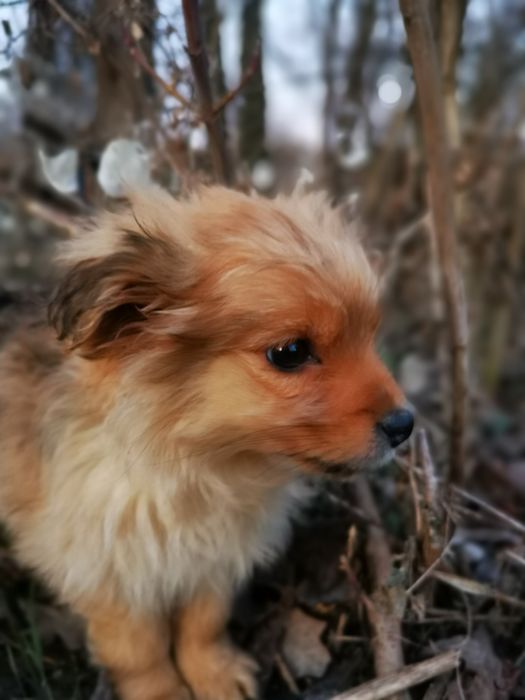Groszka -  cudny szczeniaczek szuka domu