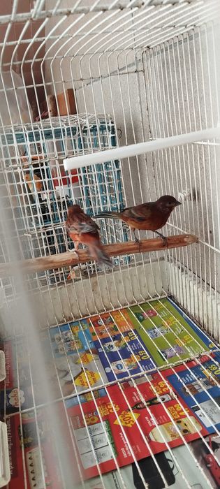 Canários de várias raças