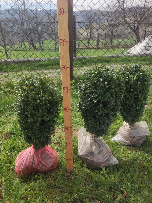 Вічнозелений самшит.