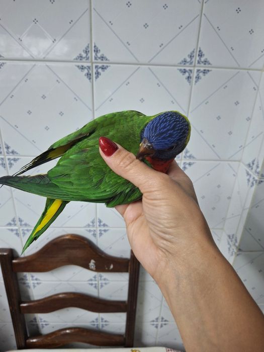 Loris Molucano Jovem