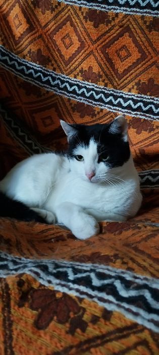 Melania, cudowna 2 letnia koteczka szuka kochającej i odpowiedzialnej