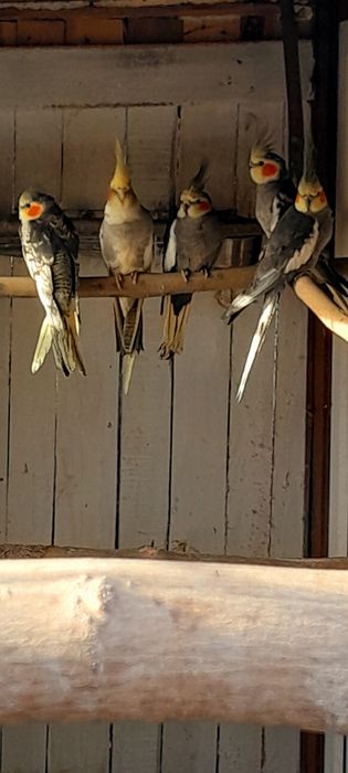 Sprzedam nimfy wystawowe