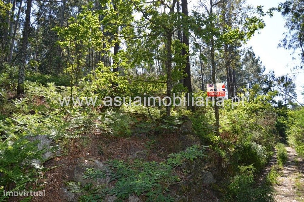 Terreno - Caires — Caires, Braga