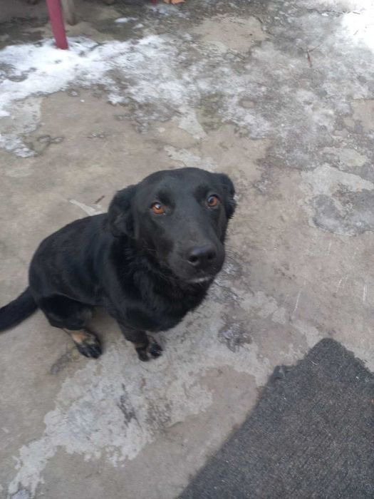 Собака в добрые руки 5 мес