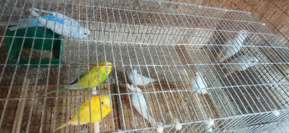 Periquitos Adultos / Novos