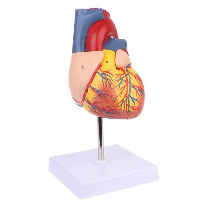 Model Anatomiczny Serca Człowieka 1:1