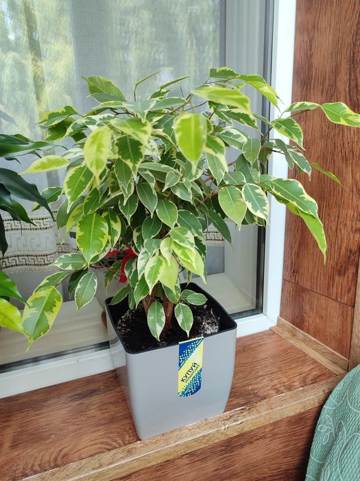 Фікуси Бенджаміна