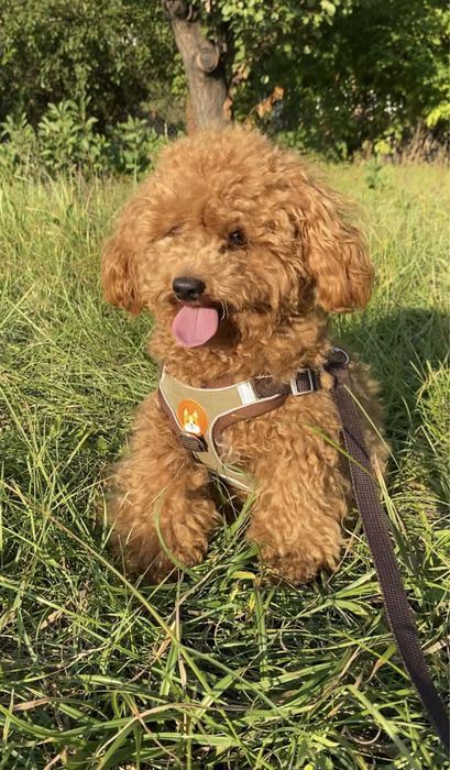 Вызка той пуделечек