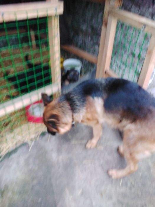 Продам щенков немецкой овчарки