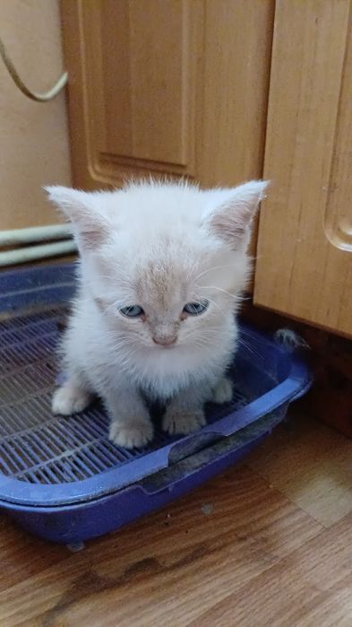Шотландські дівчата.