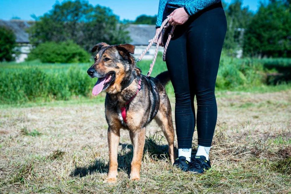 Szamal - psi wesołek w typie owczarka niemieckiego ADOPCJA