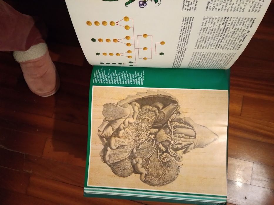 Medicina e saúde.  Enciclopédia