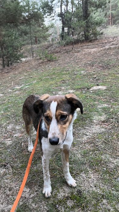 Стерилізована Дівчинка шукає родину, ТЕРМІНОВО