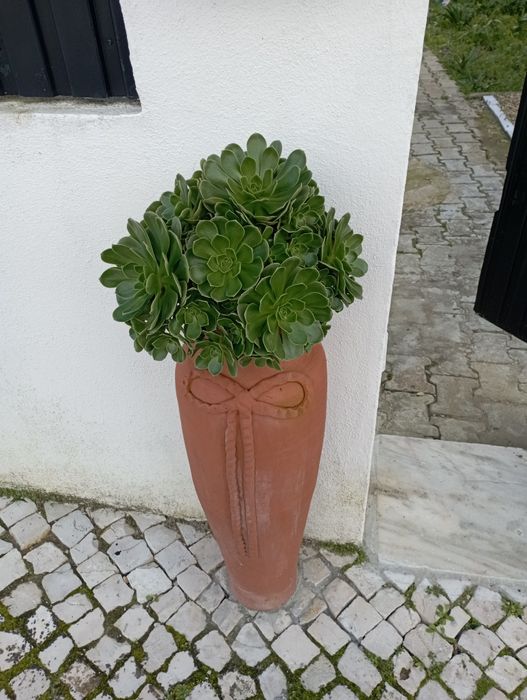 Suculentas Maravilhosas