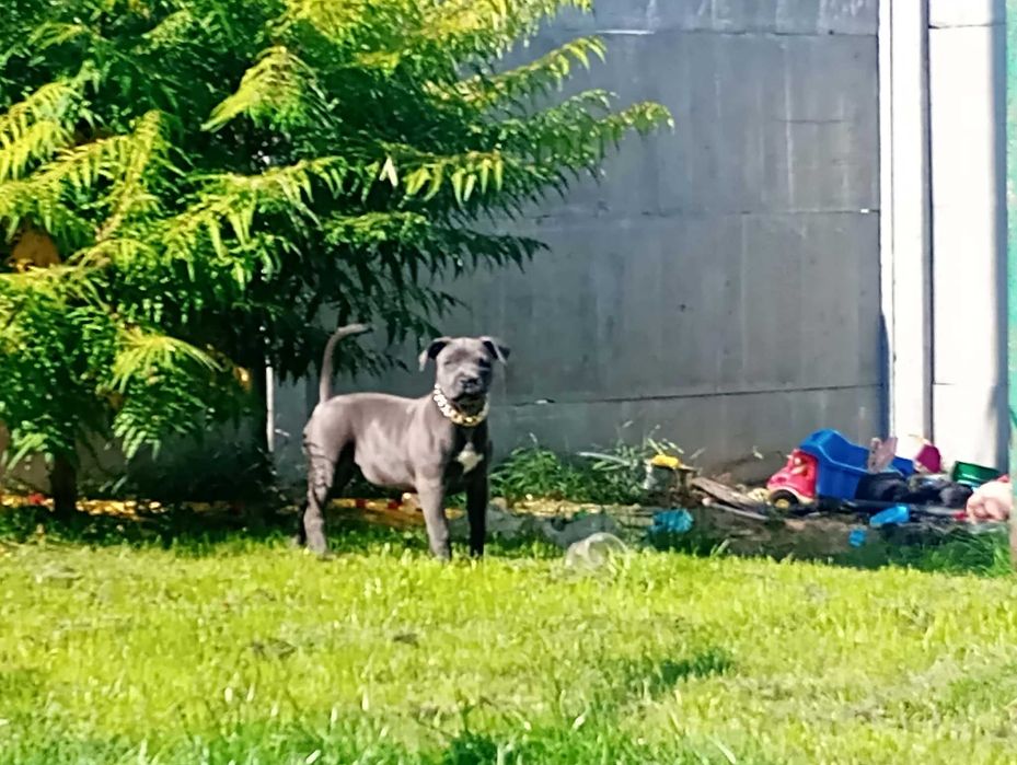 American staffordshire terrier Amstaf sunia blu gotowa do zmiany domu