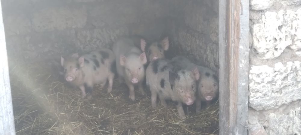 Продам Вьетнамскиx поросят