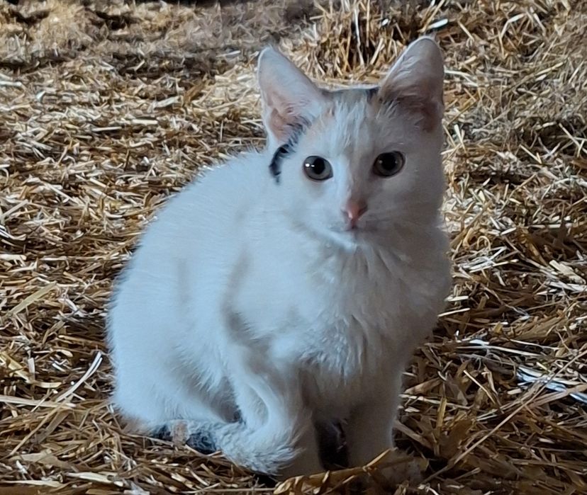 Kotka do adopcji