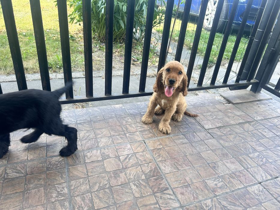 Szczenię Cocker Spaniel