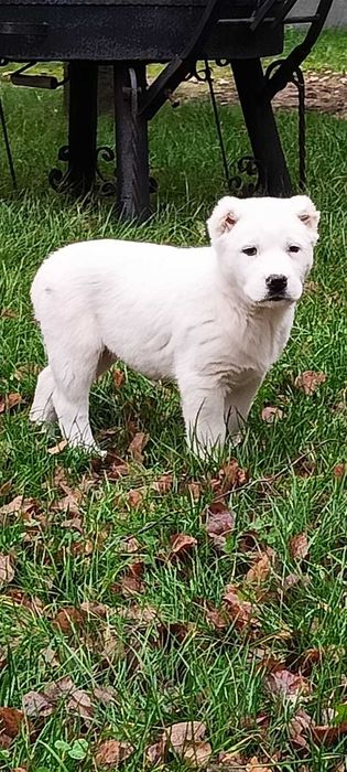 Owczarek środkowoazjatycki azjata