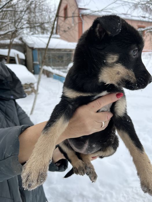 Цуценя дівчинка шукає дім