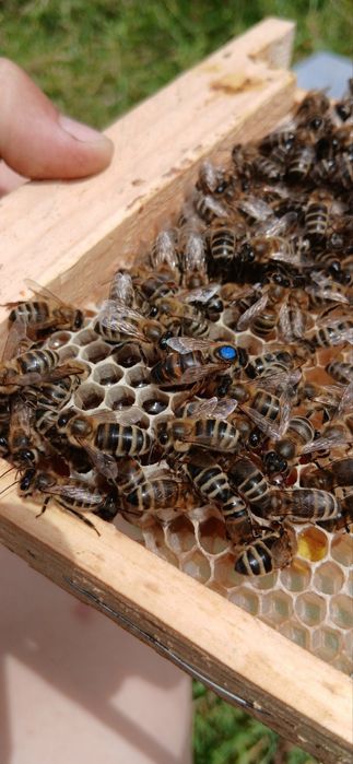 Бджоломатки українська степова порода 2025