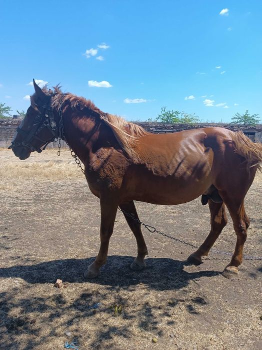 Жеребець володимирський