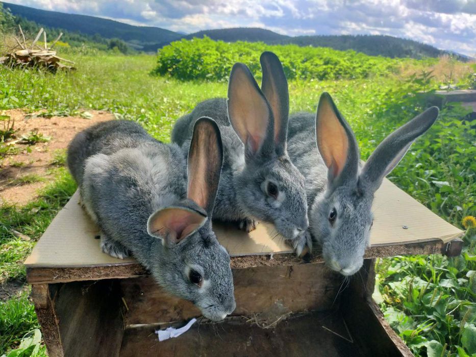 Кролі породи Шиншила. Німецький строкатий велетень.
