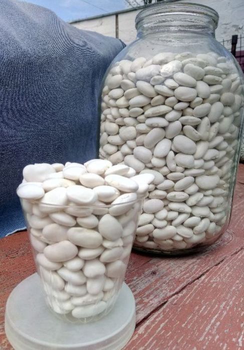 Продам насіння квасолі - кущова .