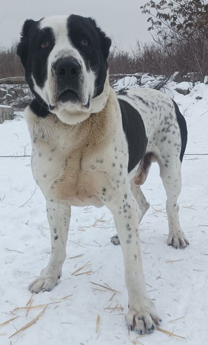 Продається кобель среднеазиатской овчарки