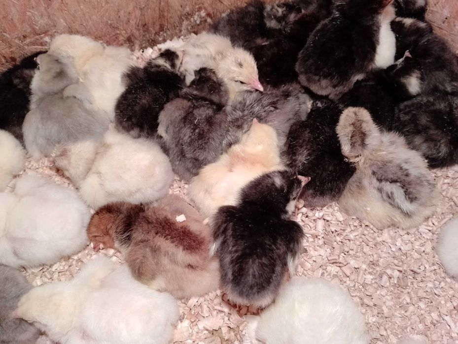 Pisklęta zmienią odchowalnik