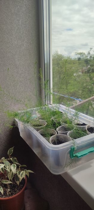 Продам розсаду спаржі їстівої