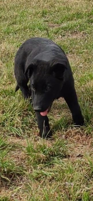 Продам щенков немецкой овчарки