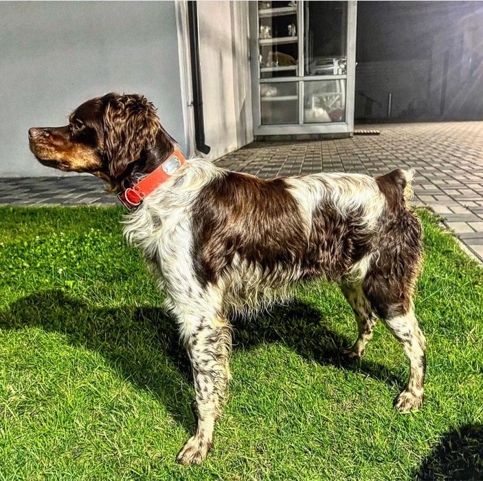 Кобель эпаньол бретон для вязки