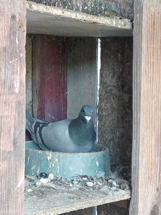 Młode gołębie pocztowe