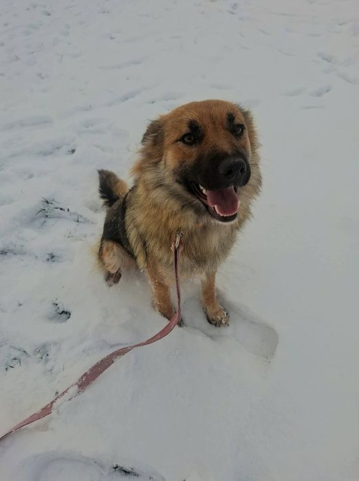 Dori, młoda sunia szuka domu