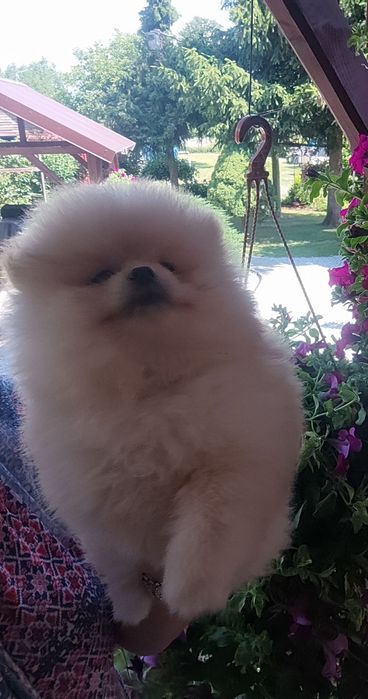 Pieseczek  pomeranian