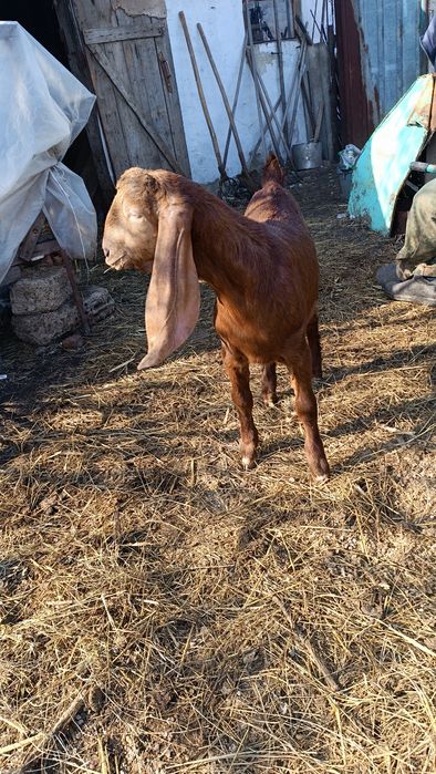 Козы козлы козлята