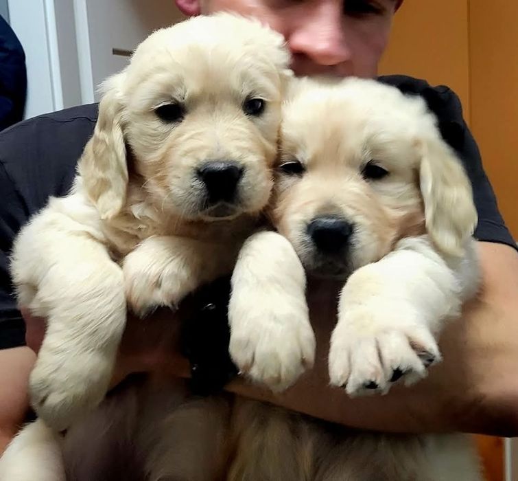 Piesek Golden Retriever szczeniak z dokumentami