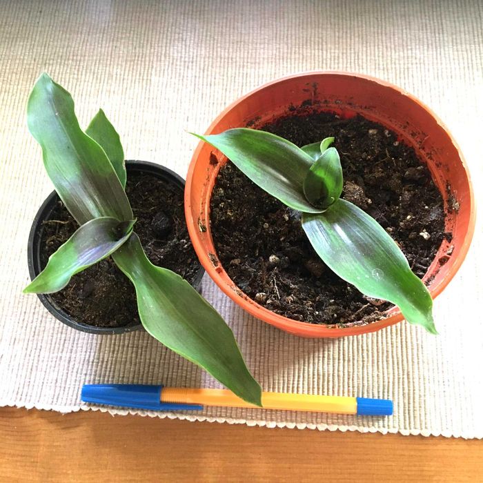 Roślina domowa ekologiczna złoty wąs Callisia Fragrans