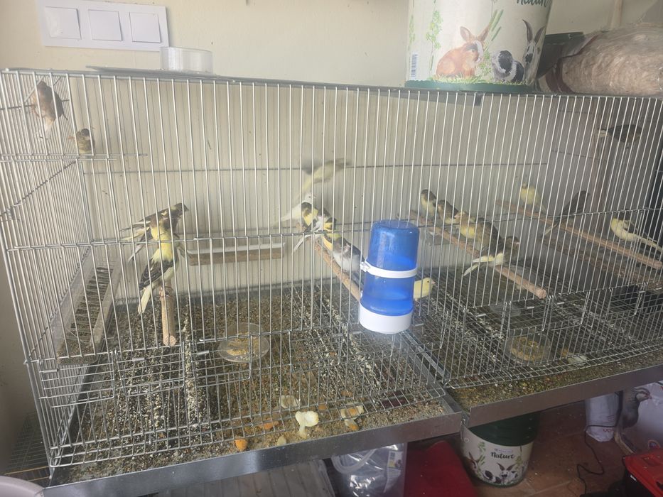 TUDO!!! Canarios Timbrado Espanhol, Ágatas e respetivas gaiolas, carro