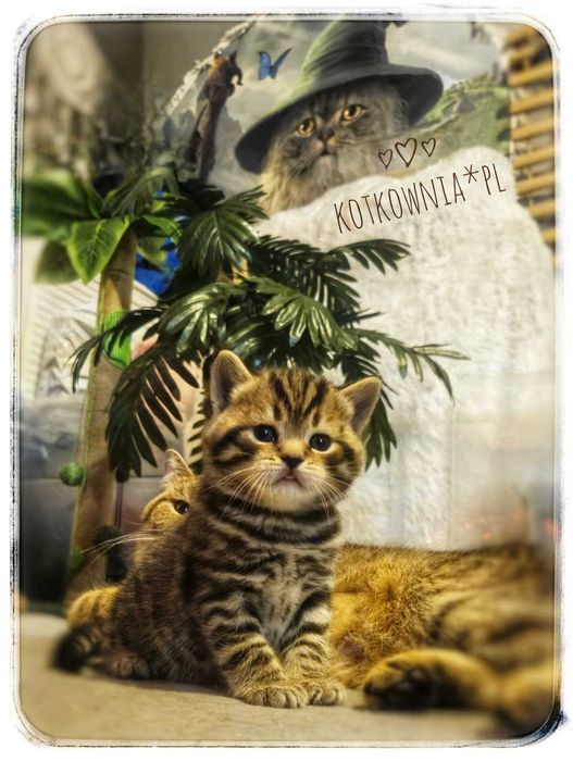 Kotka  brytyjska  krótkowłosa, tygrysica, cudowna.