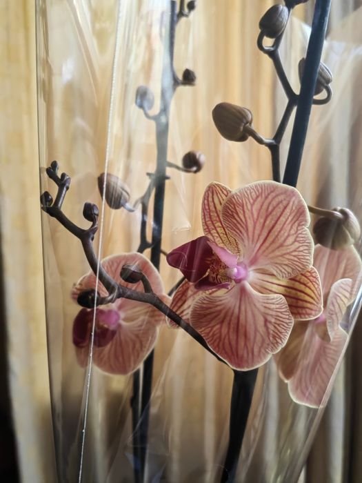 Sprzedam storczyki ,orchidee