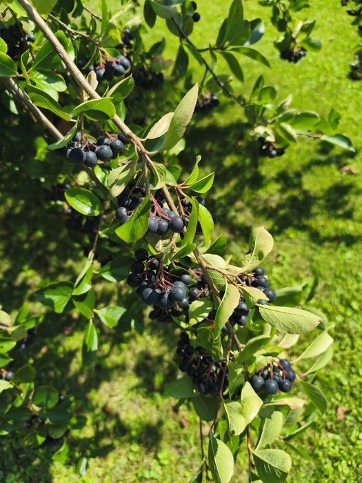 Aronia z przydomowego ogródka
