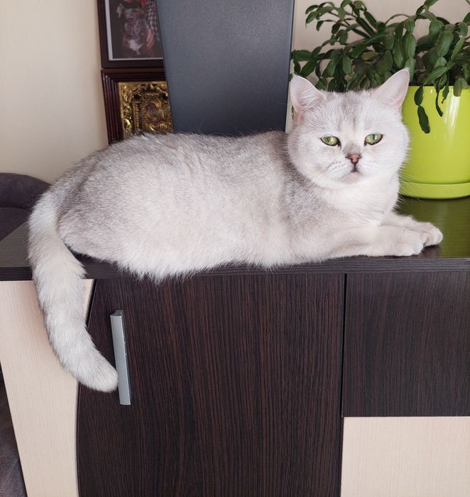 Скоттиш страйт девочка