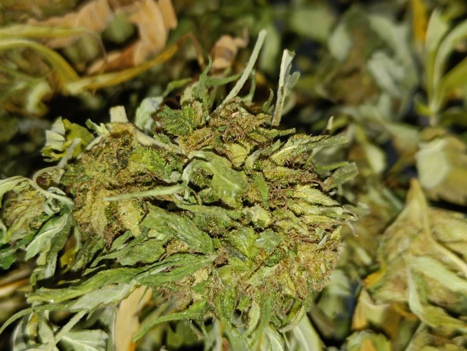 50g suszu kwiaty z liśćmi konopi CBD Przysmak Prezesa